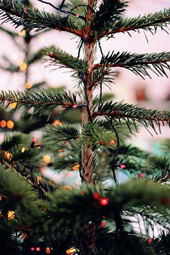 ornament green pine tree plant